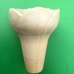 โคนลิลลี่