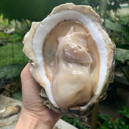 หอยนางรมโอฮาโย