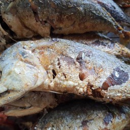 ปลาทูทอด