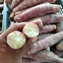 มันขาว มันกระต่าย