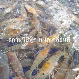 ล้านทะเลเคลื่อนที่ซีฟู้ด บางปู