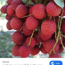 ลิ้นจี่ตามอัมพวา 1 กก