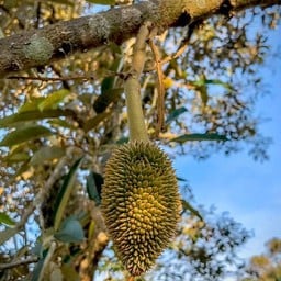 ทุเรียนปราจีน สวน อ.ชุมพจน์ ศรีโสภา