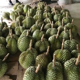สวนลุงเปี๊ยก ทุเรียนป่าละอู