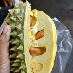 ผลไม้ตามฤดูการ