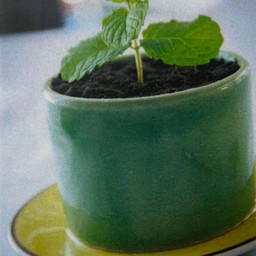 Spumone al cioccolato