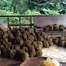 สวนทุเรียน ป้านา ป่าละอู