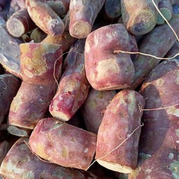 มันต่อเผือก