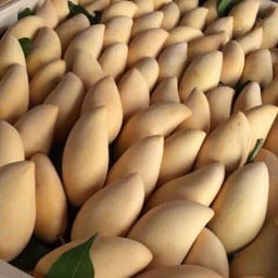 มะม่วงน้ำดอกไม้ (ลูก)