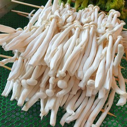 เห็ดโคนหิมะ