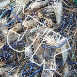 กู เผา กุ้ง +กุ้งเป็น จากบ่อ  (สะแกงาม 12 เลียบด่วน เจ้าเก่า)