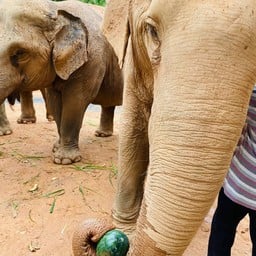 All Elephant Home Phuket