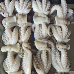 หนวดหมึก สายย่าง