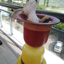 Light Rail Hongshulin Station