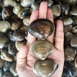 ราชาหอยทะเลเดือด