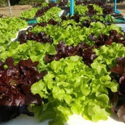 ผักกรีนโอ๊ค