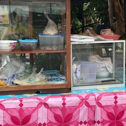 ก๋วยเตี๋ยวไก่มะระ