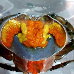 ก็มาดิ่CRAB ภูเก็ต