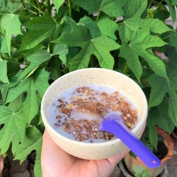 สาคูต้นแท้