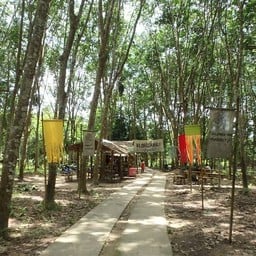ต้นยางเรียงรายสวยงาม