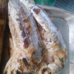 ปลาทูย่าง