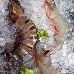 กุ้งสดๆ