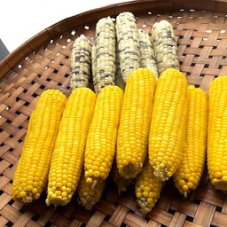 ร้านณิชาขายข้าวโพดครบวงจร ขายปลีก-ส่ง