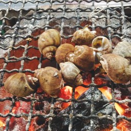 หอยหวานเผา