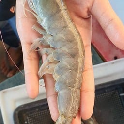 กุ้งขาวจั้มโบ้นึ่งร้อนๆ(ชุดใหญ่)