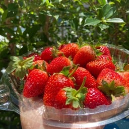 ทุเรียนพาแดง