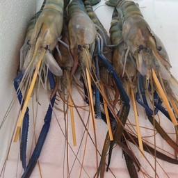 กุ้งแม่น้ำ