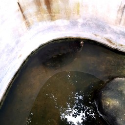 มีเต่าด้วย