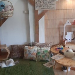 Memeow Small Home Big Love