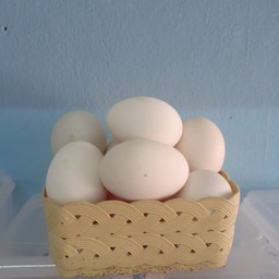 ไข่ข้าว