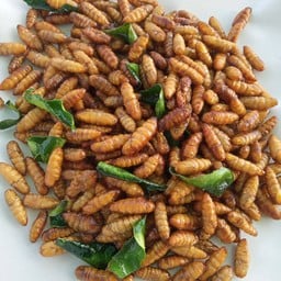 แมลงเมืองปัก