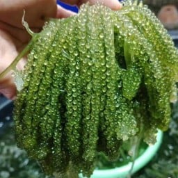 แชมป์เปี้ยนสาหร่ายพวงองุ่น