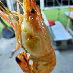 Salee fresh shrimp กุ้งแม่น้ำเผา