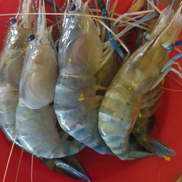 กุ้งก้ามกามขีดละ