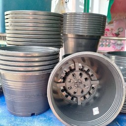 กระถาง6นิ้ว