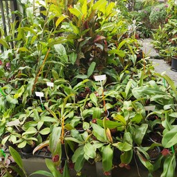 ต้นไม้สำหรับขาย