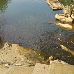 ปลาเยอะมาก