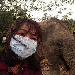 ปางช้าง Elephant Retirement Park แม่แตง เชียงใหม่