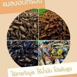 แมลงอบกรอบ