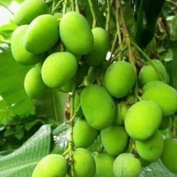 มะม่วงเบา