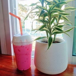 นมเย็น (นมชมพู)