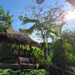 ล้านบ้านกะเพรา