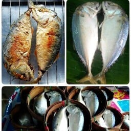 ล้าน..ปลาทู