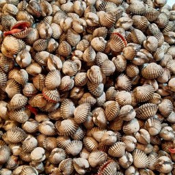 หอยแครงลวก 1โล