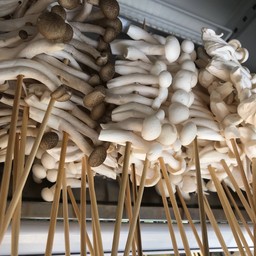 เห็ด ขาวดำ