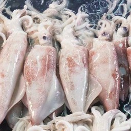 เพิ่มปลาหมึก